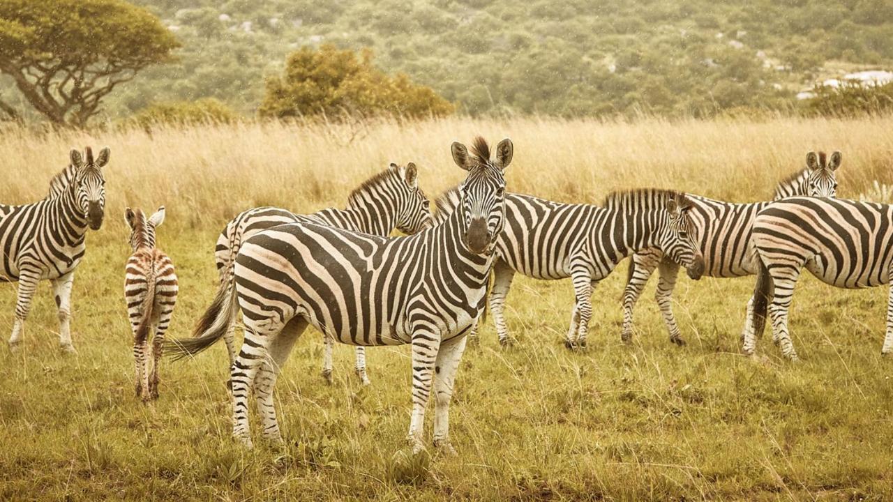 Nkomazi Game Reserve By Newmark Badplaas Exterior photo